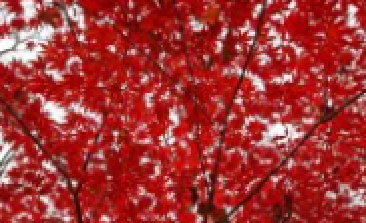 風(fēng)吹，楓動，心飛